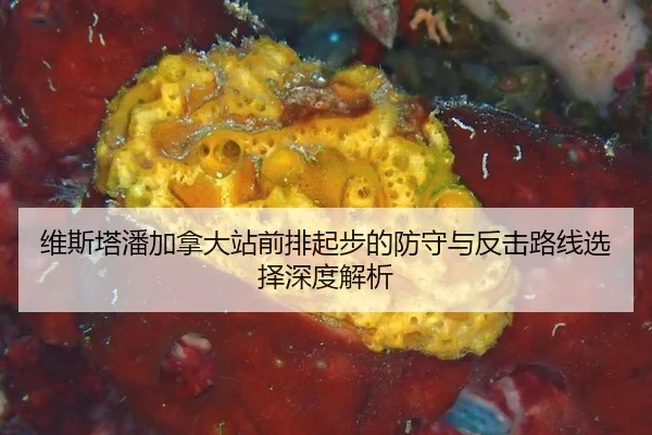 维斯塔潘加拿大站前排起步的防守与反击路线选择深度解析